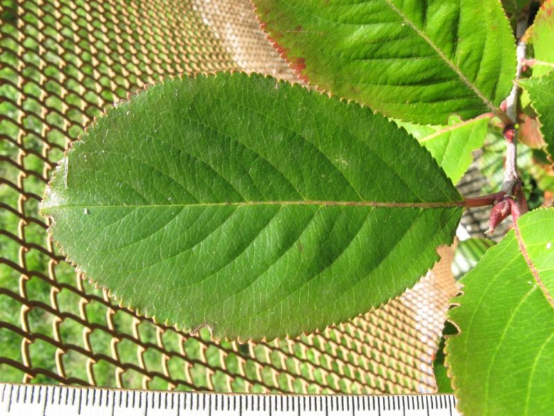 Datei:Apfelbeere, Blatt.JPG
