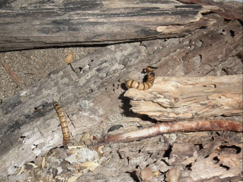 Datei:Grosser Schwarzkaefer, Larven.JPG