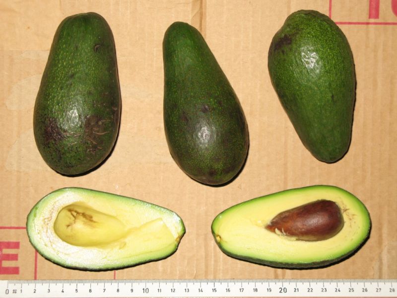 Datei:Avocado Fuerte.JPG