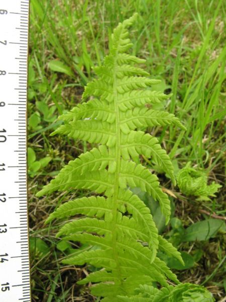 Datei:Wurmfarn, Blatt.JPG