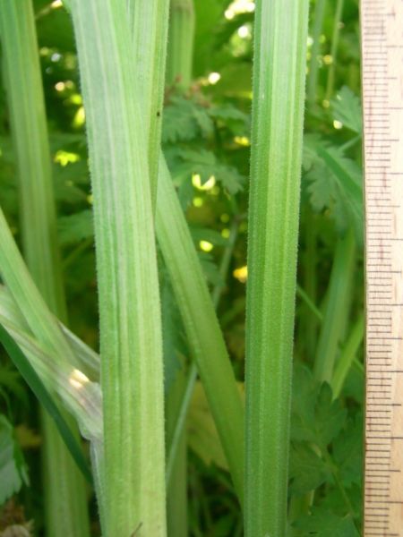 Datei:Wiesenkerbel, Stengel.JPG