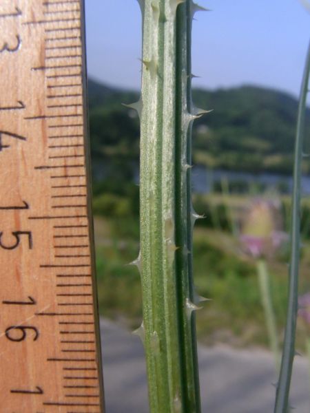 Datei:Wilde Karde, Stengel.JPG