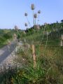 Vorschaubild der Version vom 09:56, 20. Jul. 2011