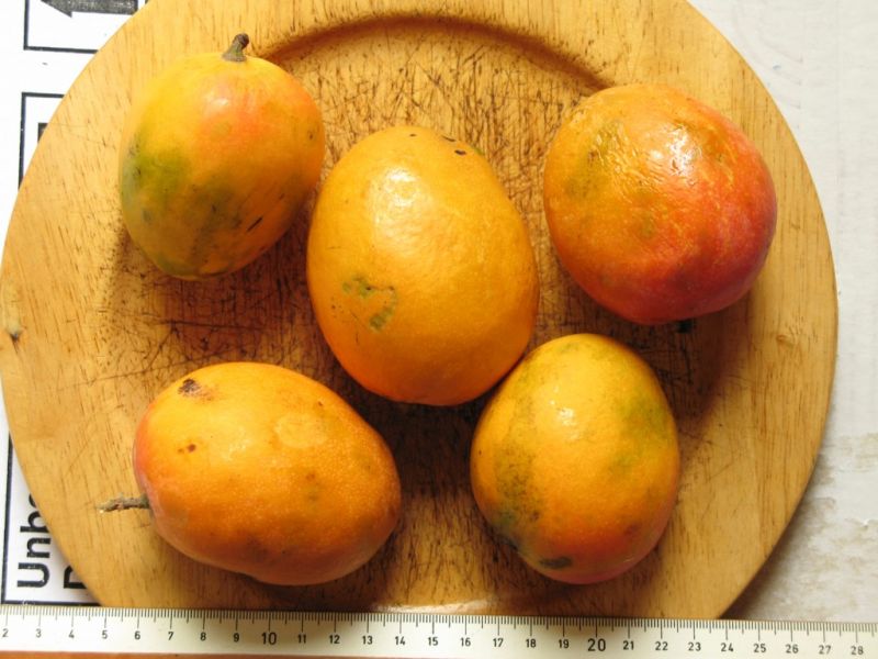 Datei:Mango wild Sri Lanka.JPG