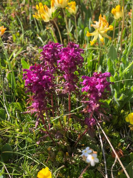 Datei:Quirlblaettriges Laeusekraut.jpg