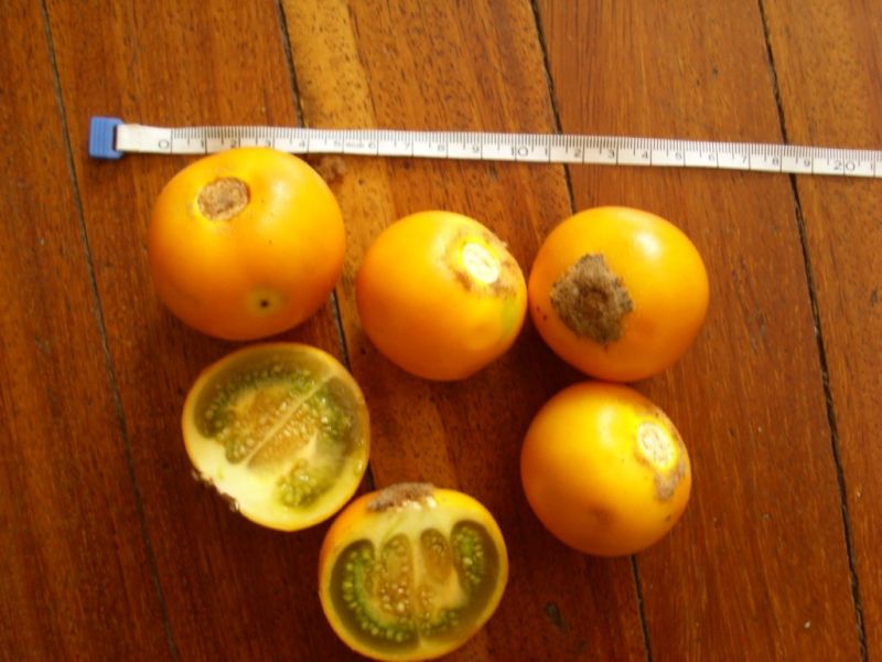 Datei:Naranjilla.JPG