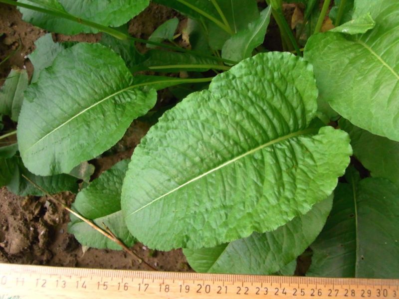 Datei:Wiesen-Knoeterich, Blatt.JPG