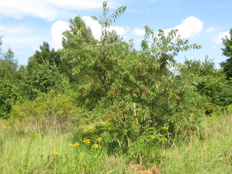 Datei:Gewoehnliche Traubenkirsche.JPG