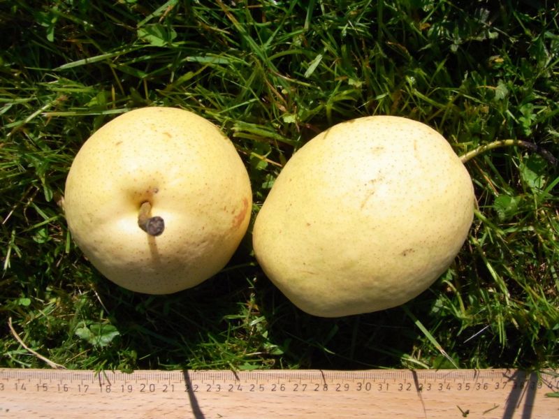 Datei:Nashi.JPG