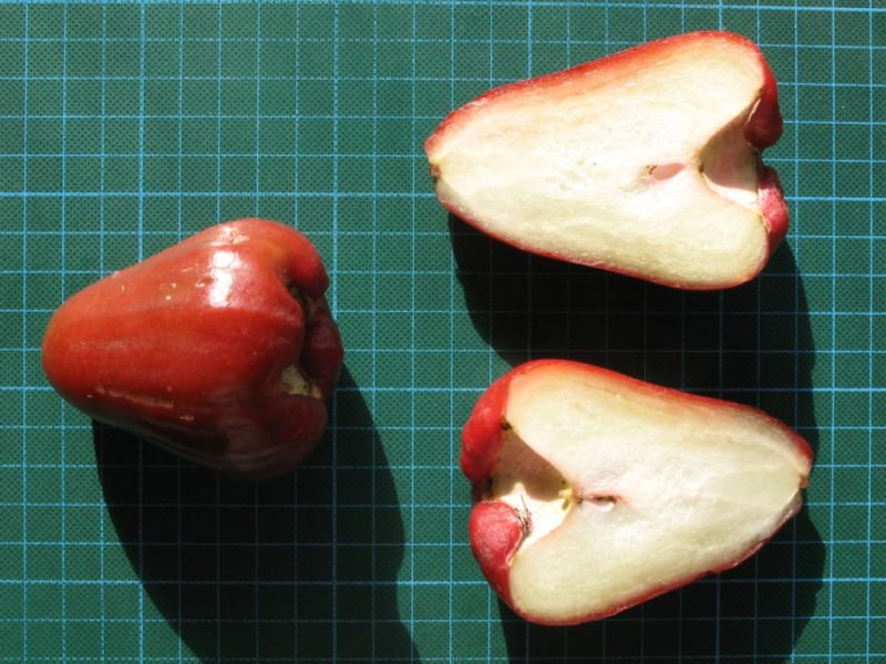 Datei:Java-Apfel.JPG