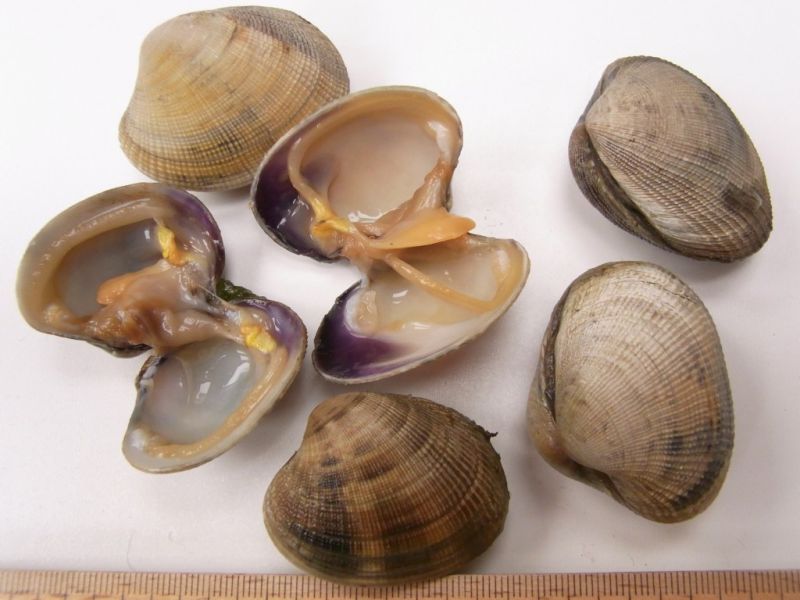 Datei:Venusmuschel, ganz und geoeffnet.JPG