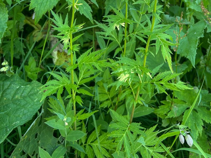 Datei:Grossblaettrige Schafgarbe Blätter.jpg