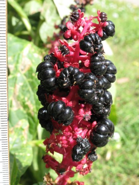 Datei:Asiatische Kermesbeere, Fruchtstand.JPG