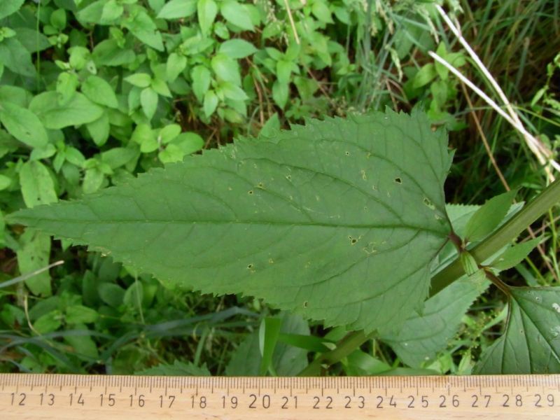 Datei:Braunwurz, knotige, Blatt.JPG