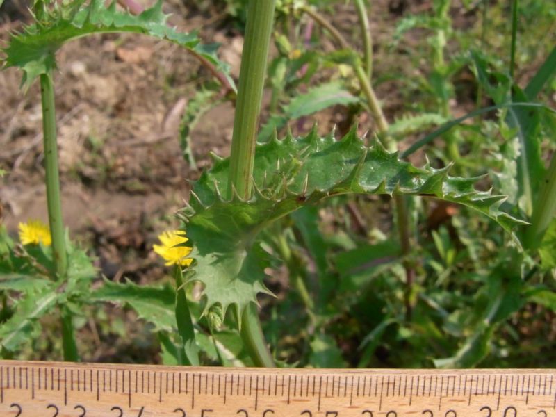 Datei:Gaensedistel, rauhe, Blatt.JPG