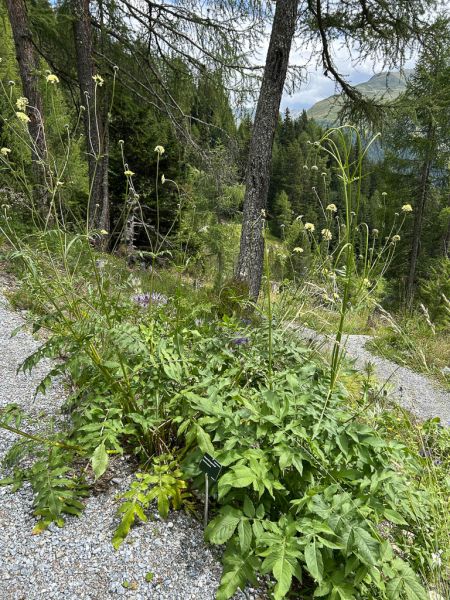 Datei:Grosser Schuppenkopf Habitus.jpg