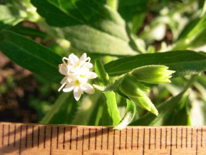 Datei:Stevia, Bluete.JPG