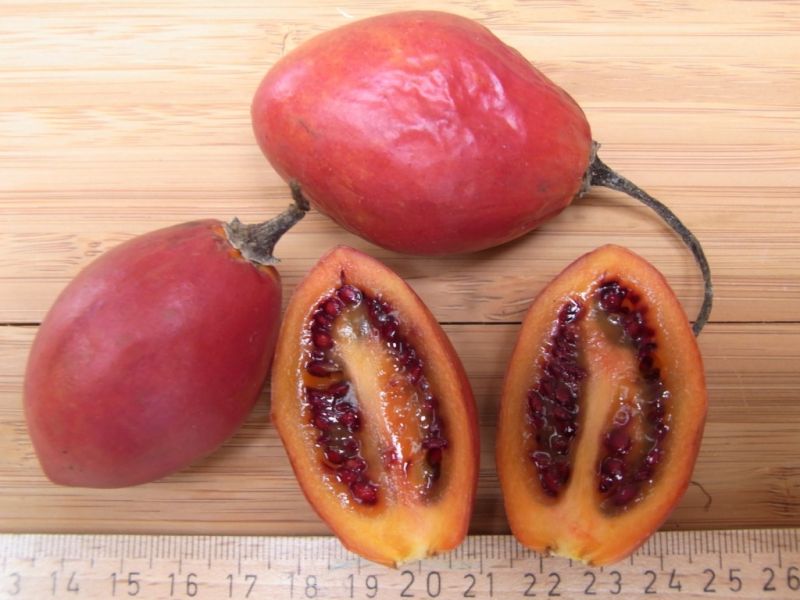 Datei:Tamarillo.JPG
