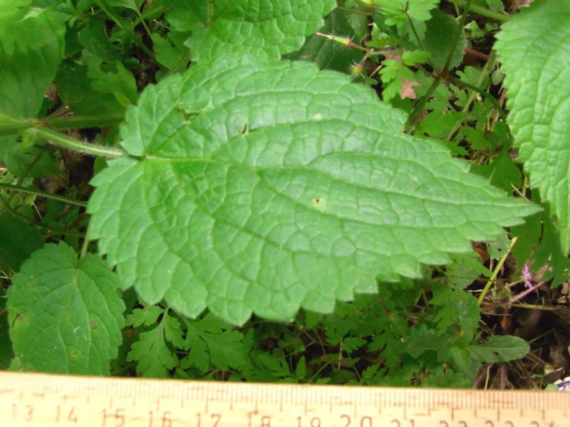 Datei:Waldziest, Blatt.JPG