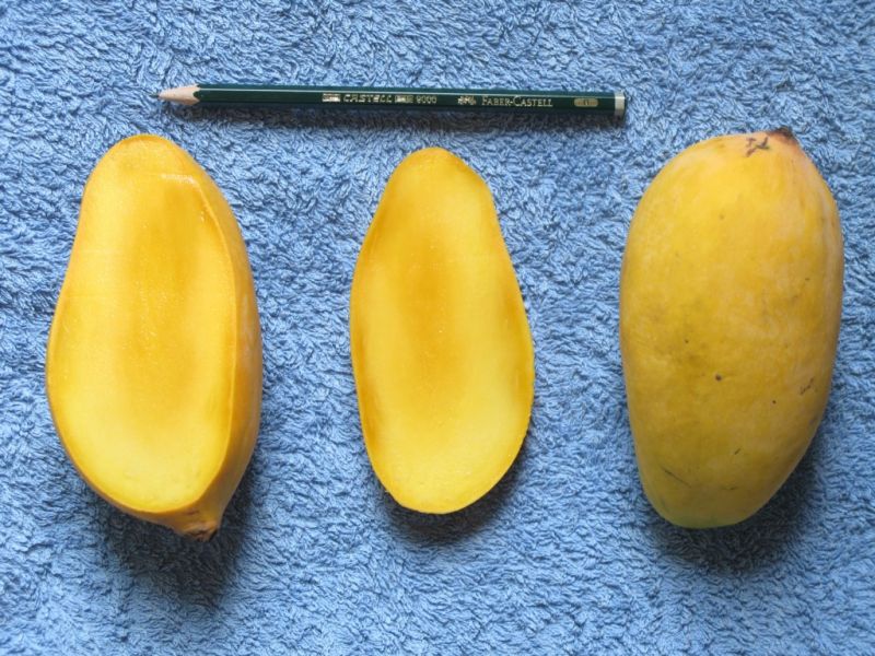 Datei:Mango Sindhri.JPG