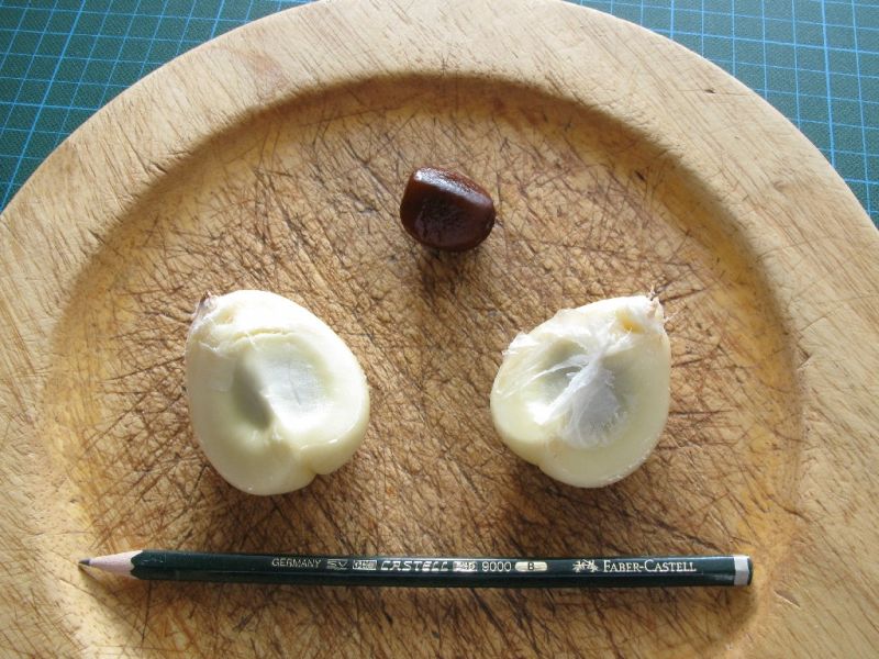 Datei:Salak, rund, Fruchtfleisch und Kern.JPG