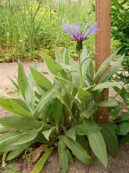 Datei:Berg-Flockenblume.JPG