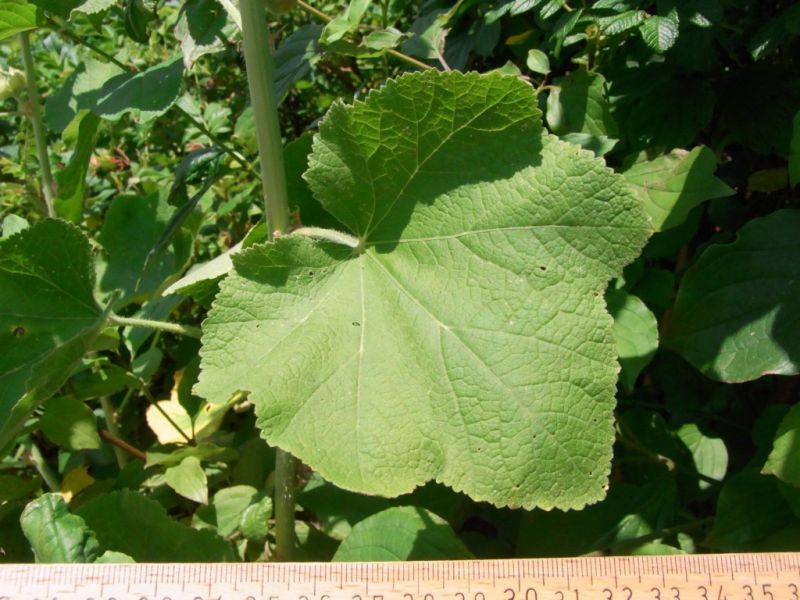 Datei:Stockrose, Blatt.JPG