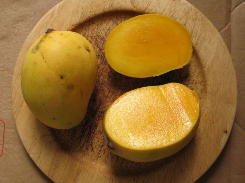 Datei:Mango Kensington.JPG