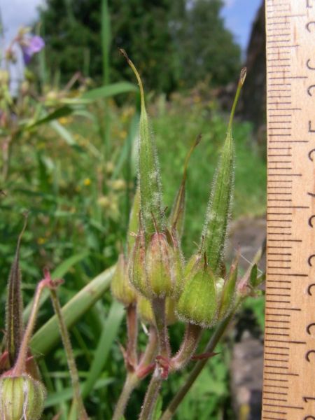 Datei:Wiesenstorchschnabel, Frucht.JPG