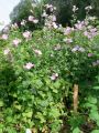 Vorschaubild der Version vom 11:38, 4. Jul. 2012
