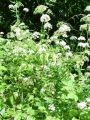 Vorschaubild der Version vom 20:52, 12. Jun. 2009