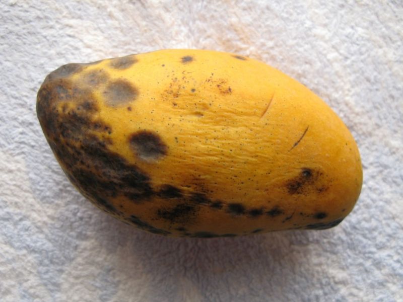 Datei:Reife Mango, faulend.JPG
