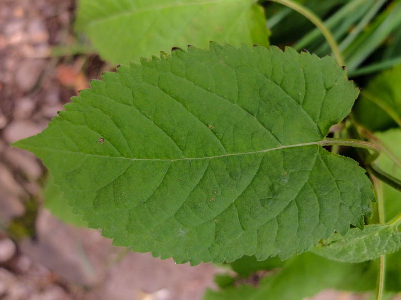 Datei:Klebriger Salbei, Blatt.jpg