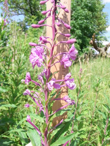 Datei:Weidenroeschen, schmalblaettriges, Bluetenstand.JPG