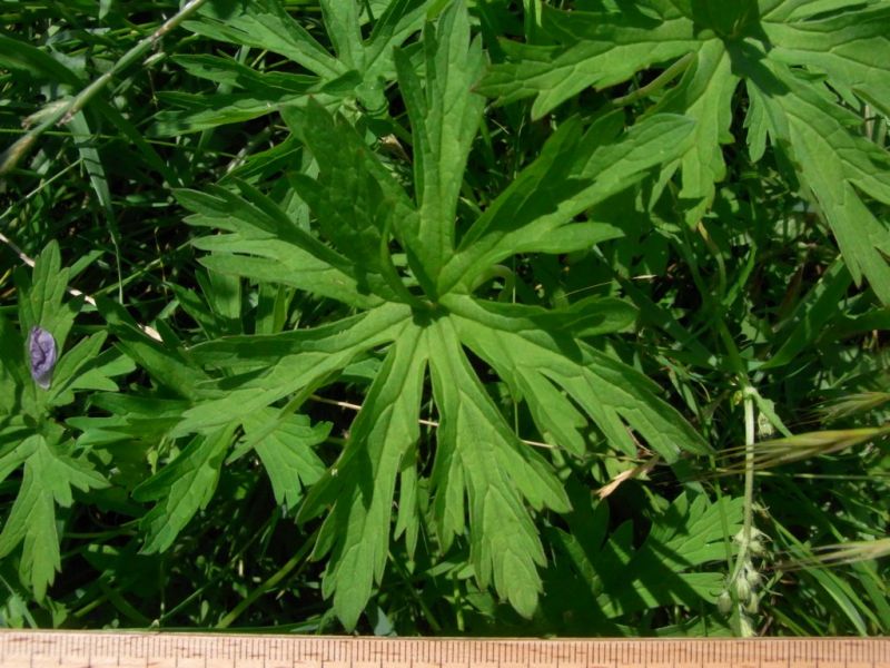 Datei:Wiesenstorchschnabel, Blatt.JPG