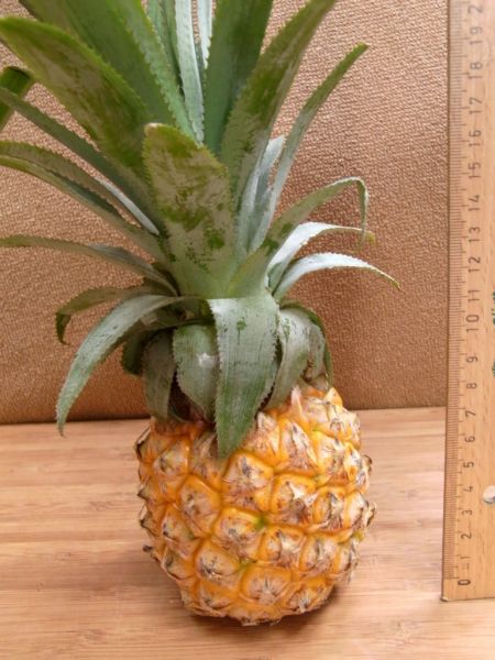 Datei:Ananas Victoria Baby.JPG