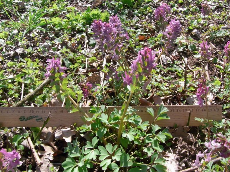 Datei:Lerchensporn.JPG