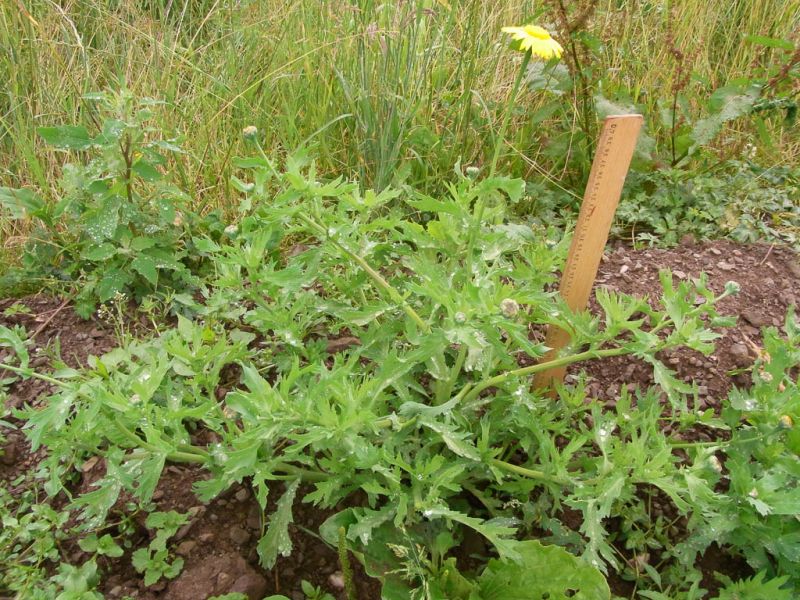 Datei:Saat Wucherblume.jpg