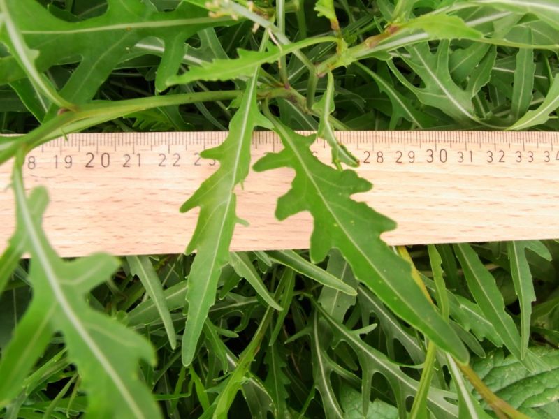 Datei:Doppelsame, schmalblaettriger, Blatt.JPG