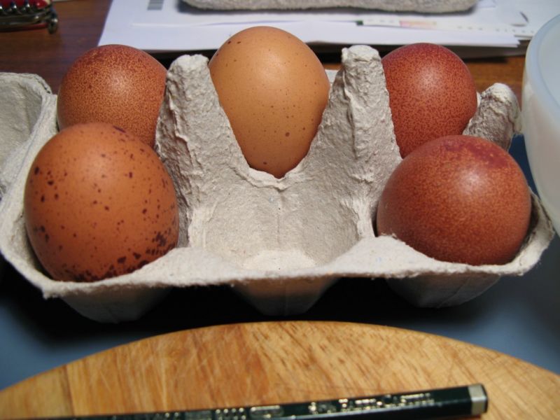 Datei:Huehnereier.JPG