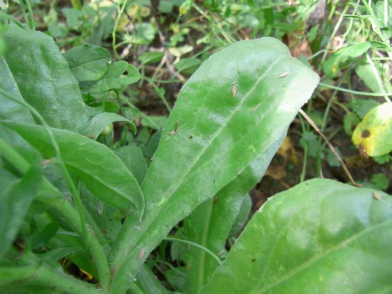 Datei:Ringelblume, Blatt.JPG