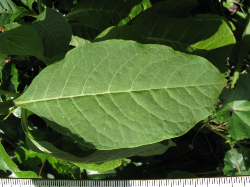 Datei:Asiatische Kermesbeere, Blatt.JPG