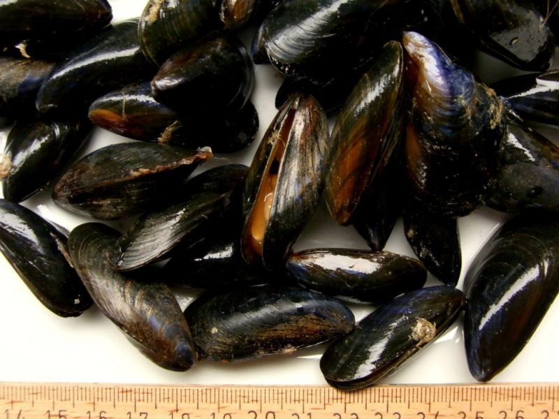 Datei:Miesmuscheln.JPG