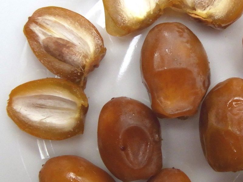 Datei:Dattel Bahri Gold.JPG
