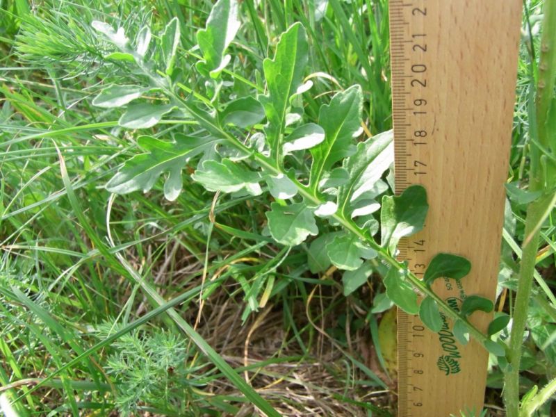 Datei:Acker-Witwenblume, Blatt.JPG