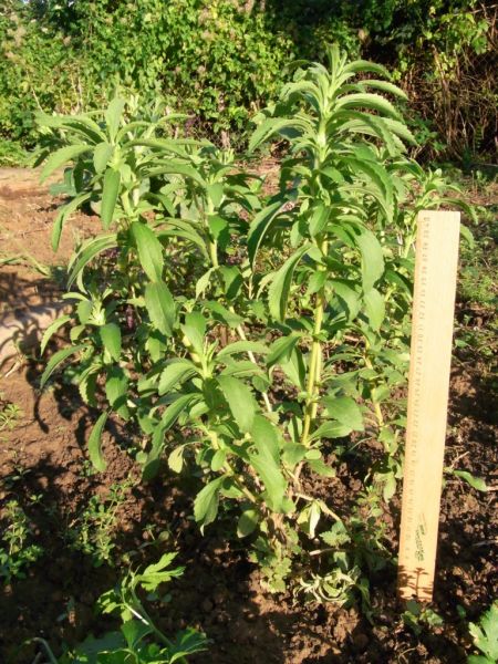 Datei:Stevia.JPG