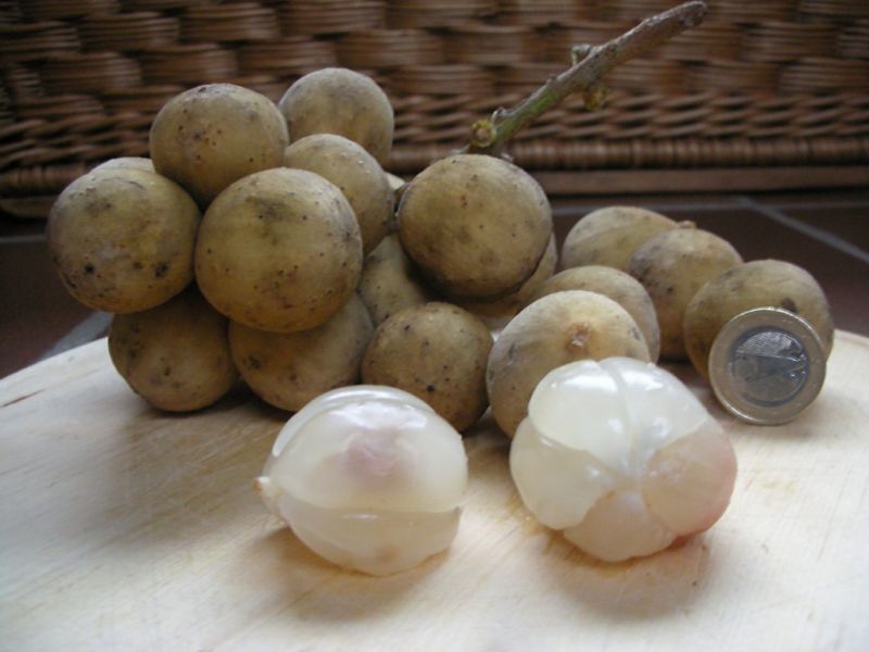 Datei:Langsat.jpg