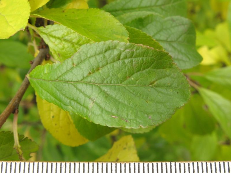Datei:Schlehe, Blatt.JPG