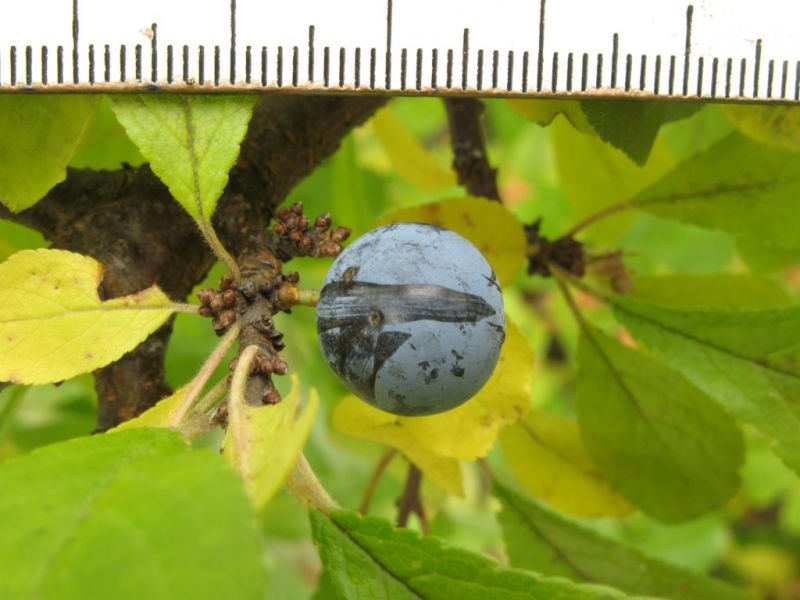 Datei:Schlehe, Frucht.JPG