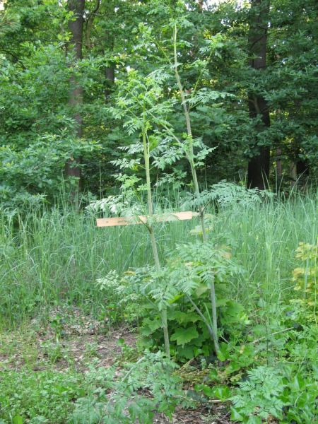 Datei:Gefleckter Schierling.JPG